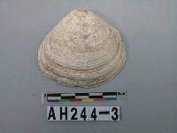 藏品(大型貝殼)的圖片